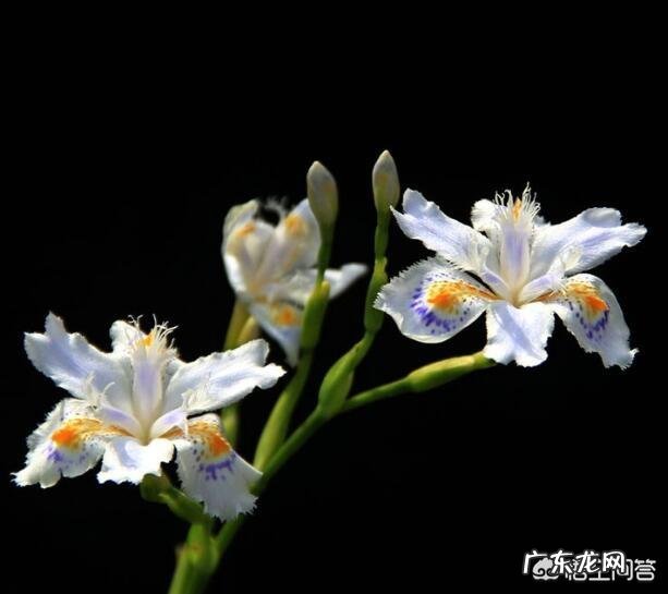 盆栽的鸢尾花都有哪些品种,哪个品种比较好养?