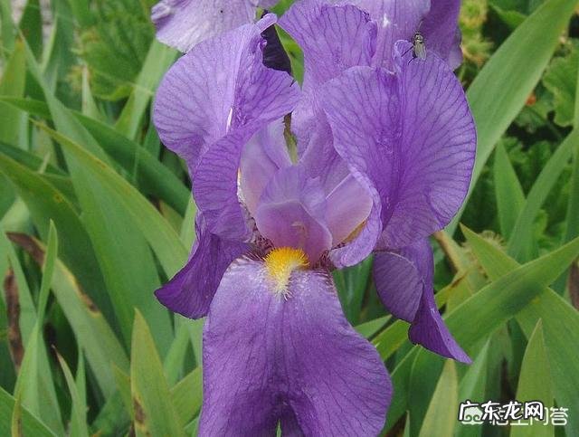 盆栽的鸢尾花都有哪些品种,哪个品种比较好养?