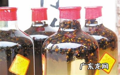 马蜂和蛇一起泡酒有什么功效与作用?