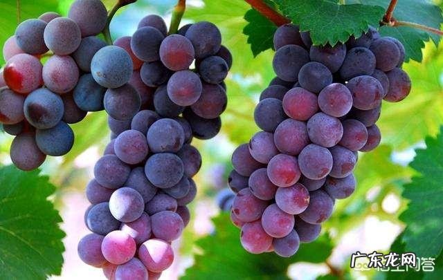 怀孕期间吃龙眼有什么好处？