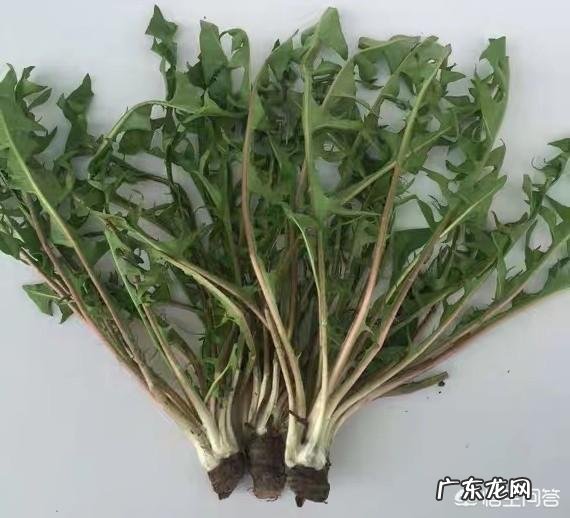 蒲公英正当季，营养美味，如何食用？