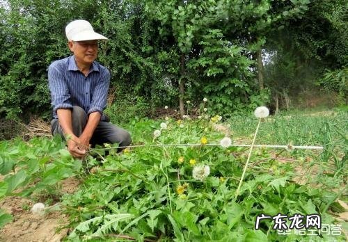 蒲公英正当季，营养美味，如何食用？