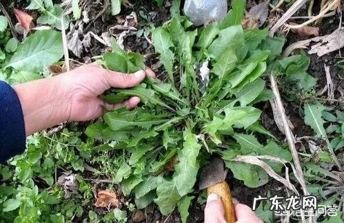 蒲公英正当季，营养美味，如何食用？