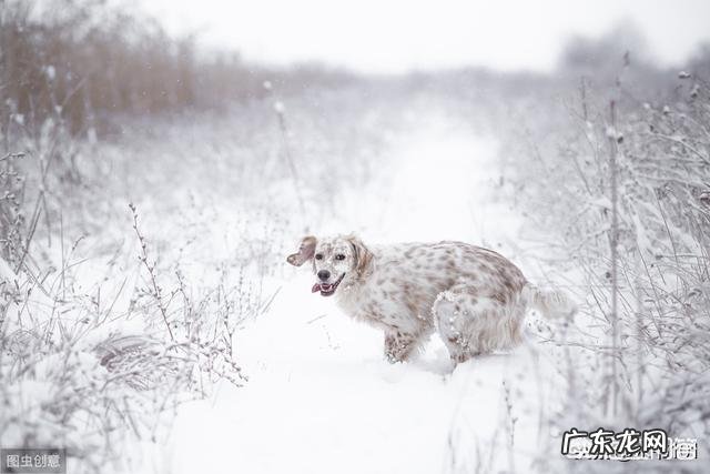 打油诗和绝句诗的区别是什么？