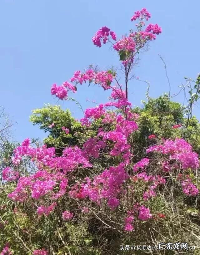 打油诗和绝句诗的区别是什么?