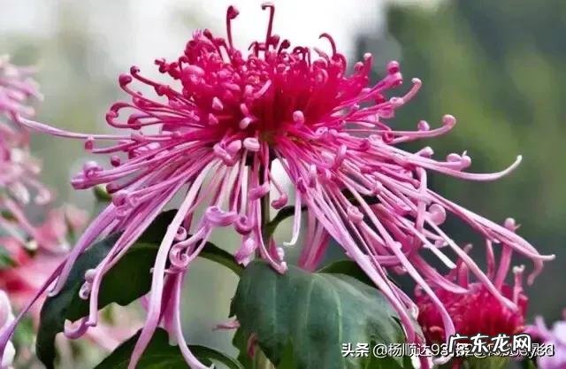 打油诗和绝句诗的区别是什么?