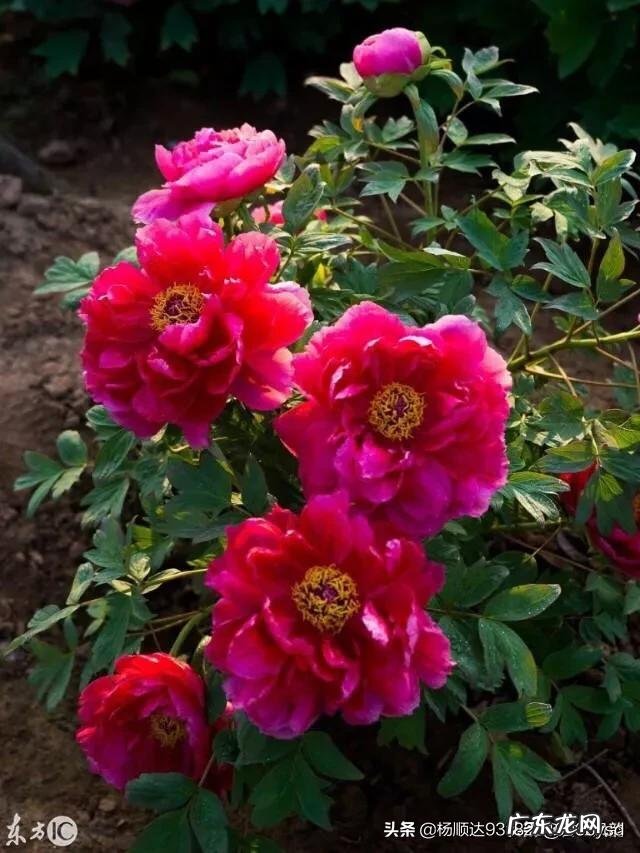 打油诗和绝句诗的区别是什么?