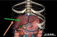 肝不好会有什么临床表现？