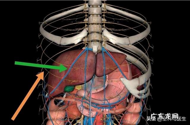 肝不好会有什么临床表现?