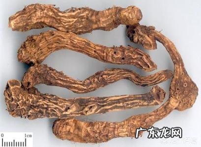 射干与菊花泡水的副作用有哪些?