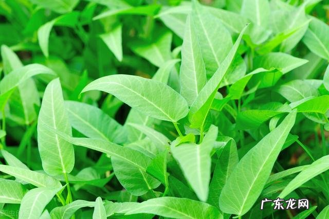 空心菜应该什么时候种植?有哪些注意事项?