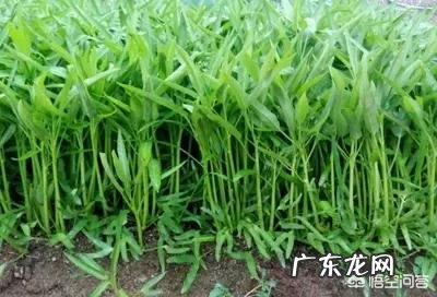 空心菜应该什么时候种植?有哪些注意事项?