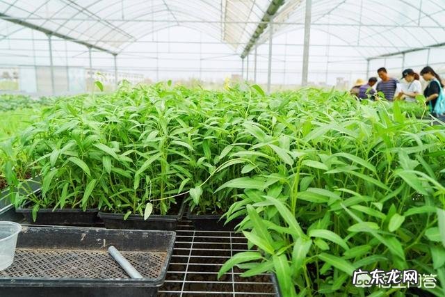 空心菜应该什么时候种植?有哪些注意事项?