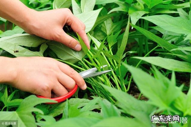 空心菜应该什么时候种植?有哪些注意事项?