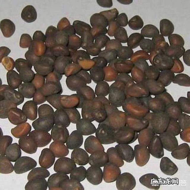 空心菜应该什么时候种植？有哪些注意事项？