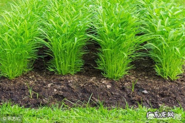 空心菜应该什么时候种植？有哪些注意事项？