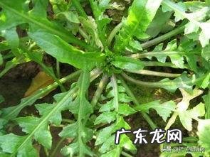 荠菜饺子里的荠菜要不要用开水焯一下影响口感吗？