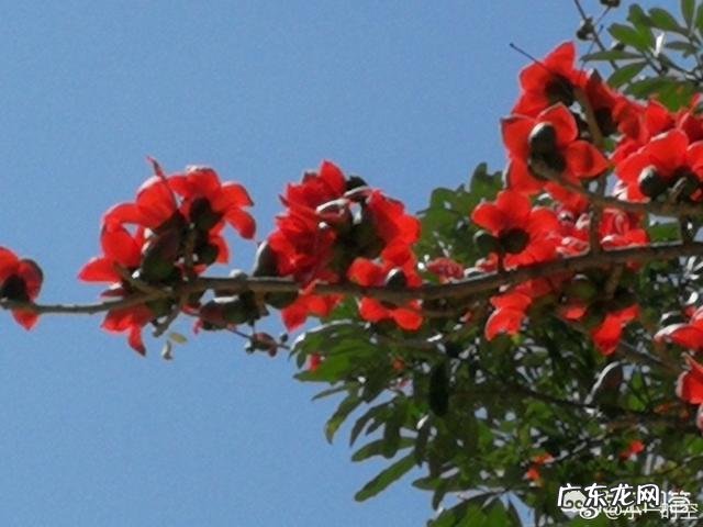 广州市花为什么是木棉?
