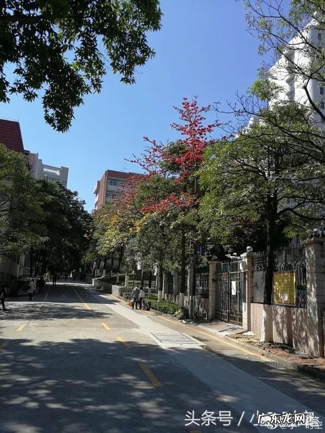 广州市花为什么是木棉?