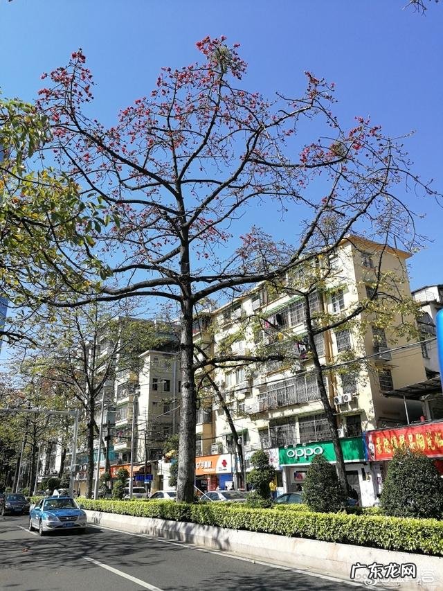 广州市花为什么是木棉?