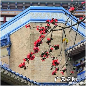 广州市花为什么是木棉?