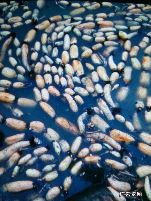 怀孕五个多月了感冒会对胎儿有影响吗?