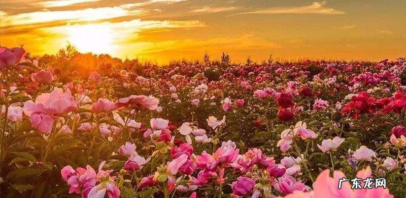 鲜花怎么做成干花