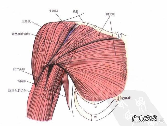如何锻炼肩部三角肌和三头肌？