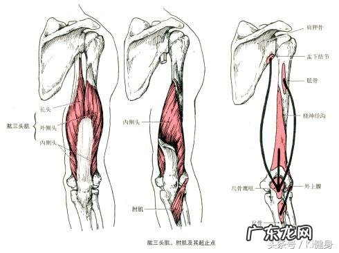 如何锻炼肩部三角肌和三头肌?