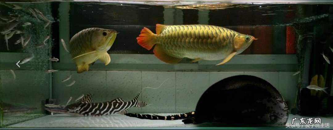 龙鱼不吃食怎么回事