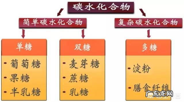 碳水化合物都包括什么？