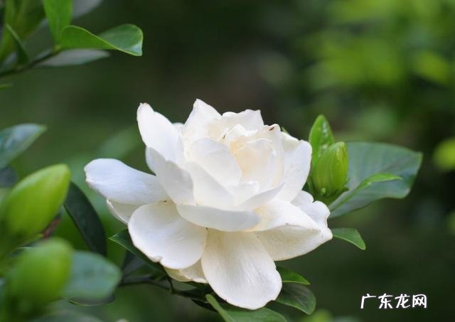 月季,满天星,栀子花怎么养最适合?