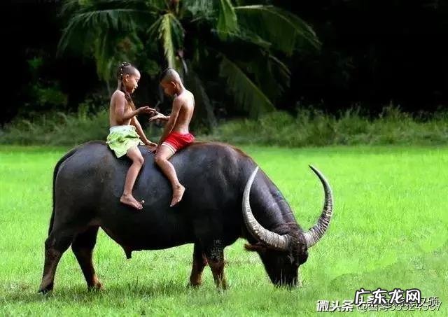 属牛男跟属马女真的不能结婚吗?