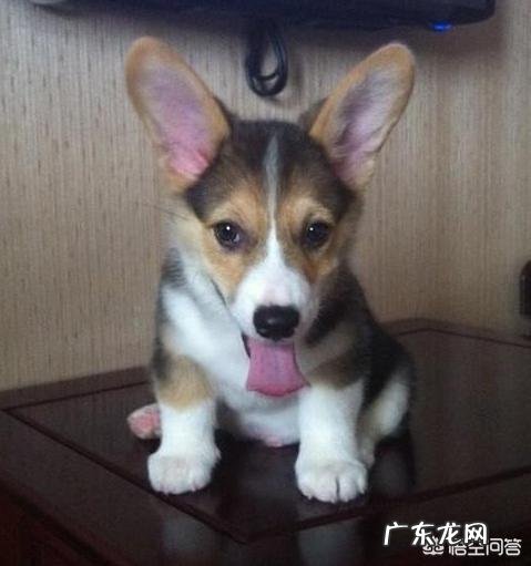 家养的宠物小型犬温顺有什么推荐的吗?比如说泰迪博美比熊这些有哪些区别啊?