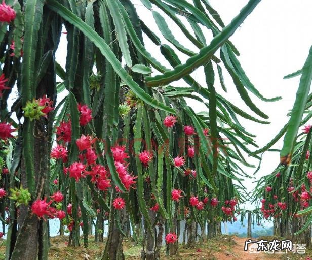 吃火龙果有哪些好处?