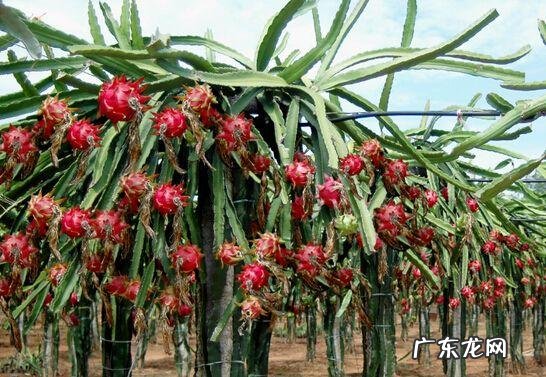 吃火龙果有哪些好处?