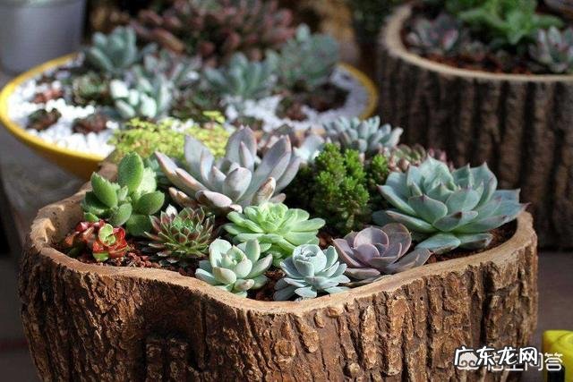 鸡蛋壳含有什么可以做肥料的养分?