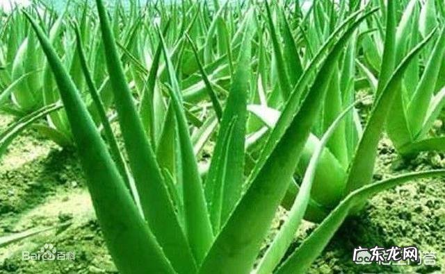 简单祛痘祛痘印的方法,芦荟胶可以祛痘吗?