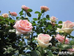 请问大家你所在的城市市花是什么呢？