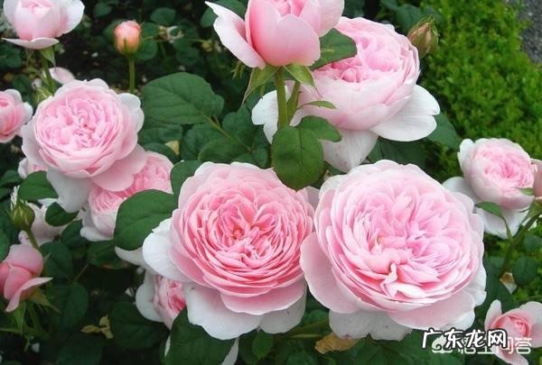 请问大家你所在的城市市花是什么呢？