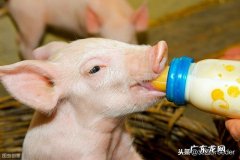 母猪奶水少，用什么奶粉喂，怎样喂法？望各位老师告诉我，谢谢？