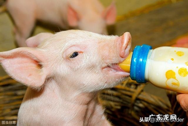 母猪奶水少，用什么奶粉喂，怎样喂法？望各位老师告诉我，谢谢？