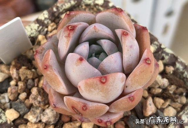 多肉修根一定要晾根吗?