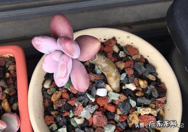 多肉修根一定要晾根吗?