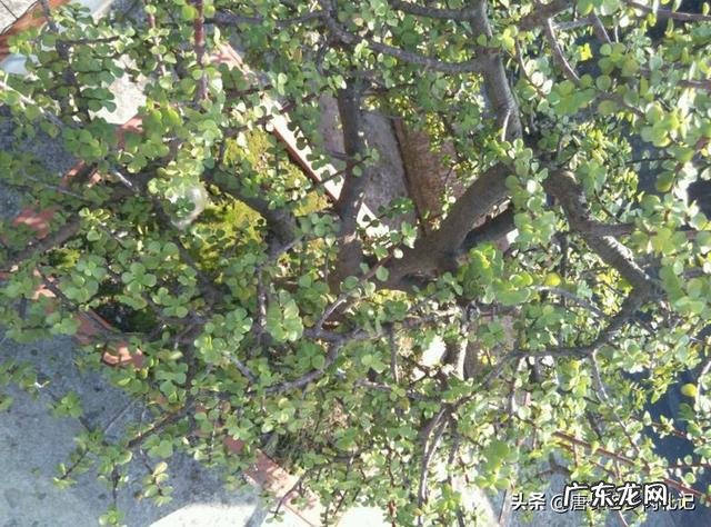 多肉修根一定要晾根吗?