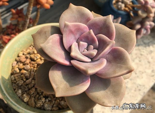 多肉修根一定要晾根吗?