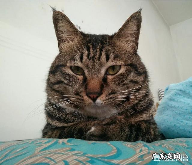 和女友闹别扭后,你用过哄她的最好方法是什么?