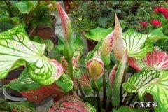 彩叶芋，叶色美丽、色彩斑斓，盆栽要如何管理呢？