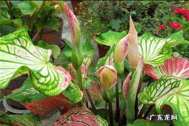 彩叶芋，叶色美丽、色彩斑斓，盆栽要如何管理呢？