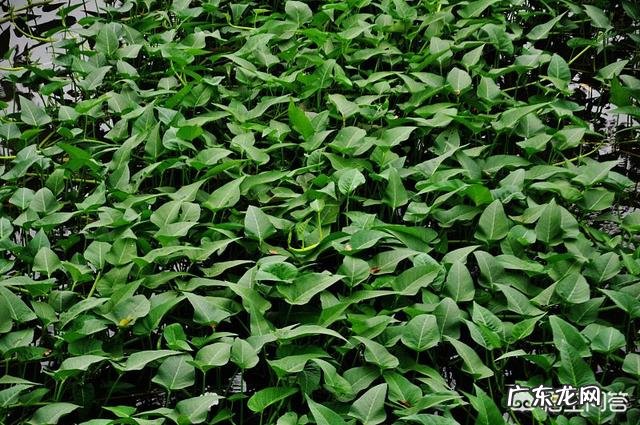 农民家里种空心菜,都喜欢在叶子上撒上草木灰,这有什么作用?